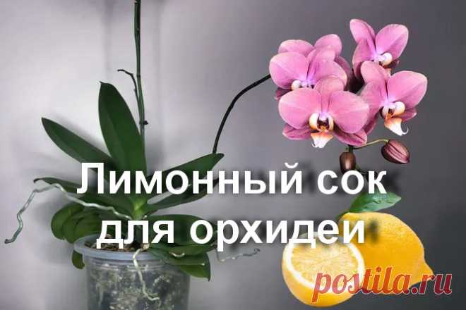 Как улучшить состояние орхидей: поможет обычный лимон