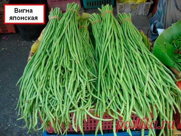 Чем хороша вигна