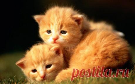 Очень мне нравятся рыжие котята, кошки и коты... https://evgeshashipilova.wix.com/toplider1
