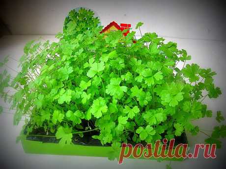 Какую зелень можно вырастить на подоконнике