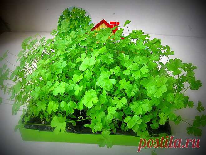 Какую зелень можно вырастить на подоконнике