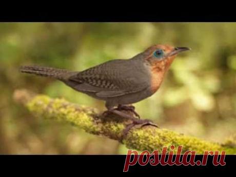 The Sing of Birds -  O Cantar dos Pássaros - YouTube