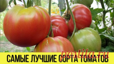 САМЫЕ лучшие СОРТА ТОМАТОВ для теплиц и открытого грунта, которые НЕ ТРЕБУЮТ серьезного УХОДА