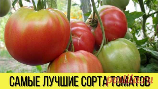 САМЫЕ лучшие СОРТА ТОМАТОВ для теплиц и открытого грунта, которые НЕ ТРЕБУЮТ серьезного УХОДА