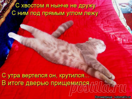 kotomatritsa_4-.jpg (Изображение JPEG, 750 × 562 пикселов)