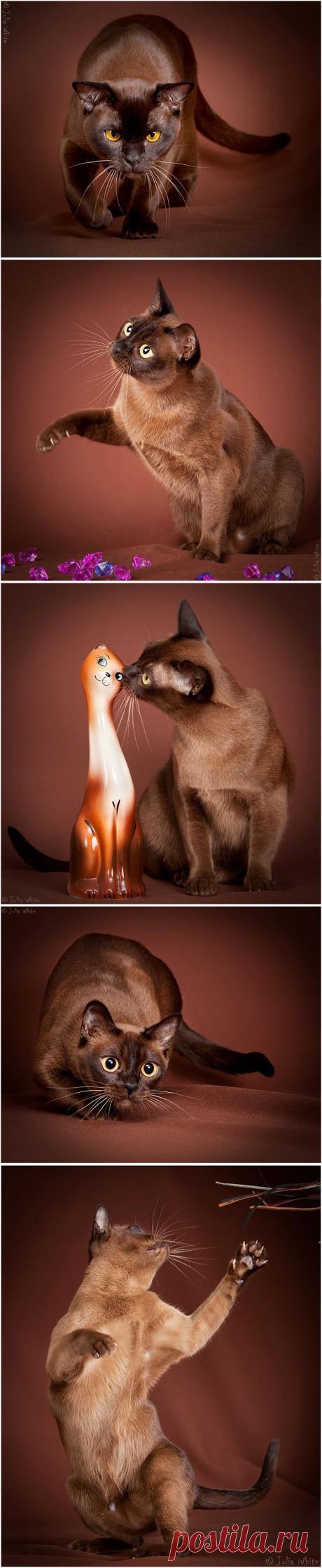 35PHOTO - Юлия Вайт - Шоколадки