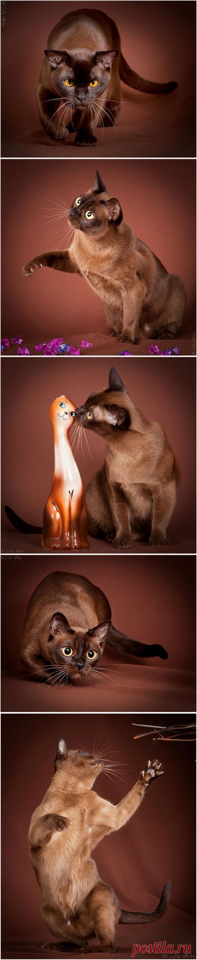 35PHOTO - Юлия Вайт - Шоколадки