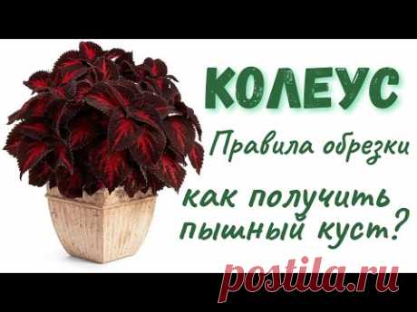 Как формировать Колеусы? Правила обрезки  #колеус #колеусы #coleus #coleusplant #комнатныецветы