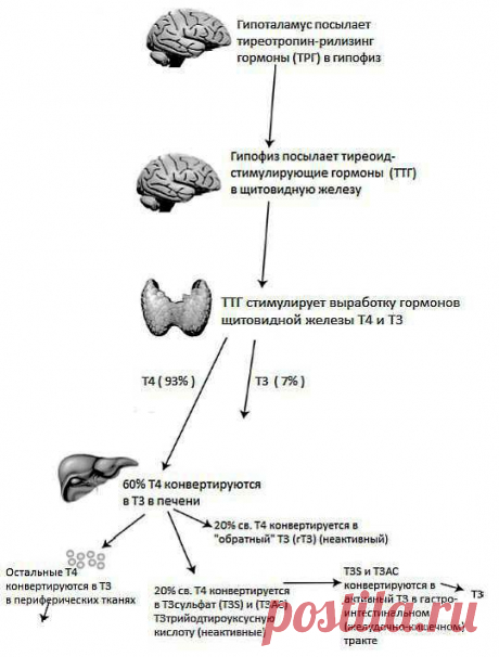 Просто Мария (гипотиреоз)