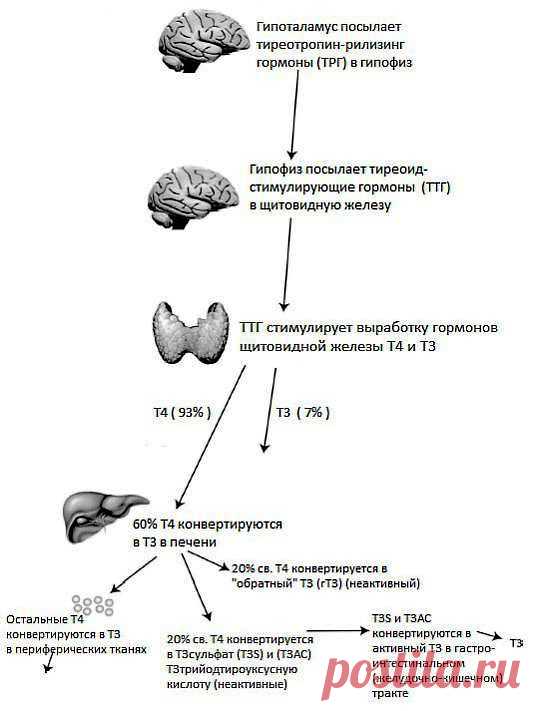 Просто Мария (гипотиреоз)
