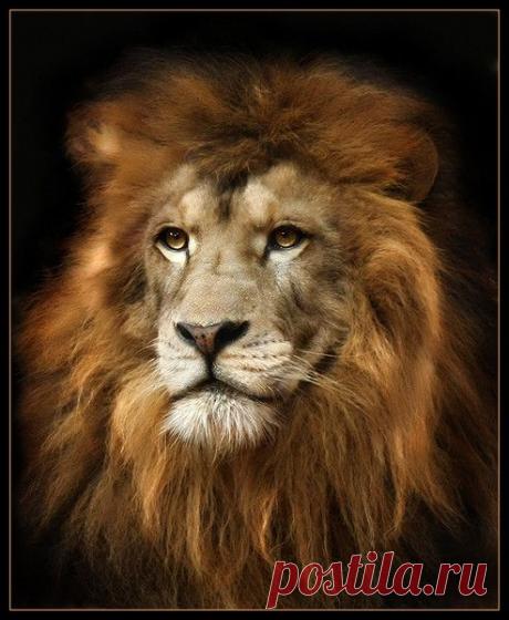 Фото Без названия. Альбом ЦАРЬ ЗВЕРЕЙ - 50 фото. Фотографии ⊰✿⊱ ОЛЬГА ⊰✿⊱.