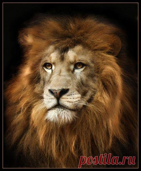 Фото Без названия. Альбом ЦАРЬ ЗВЕРЕЙ - 50 фото. Фотографии ⊰✿⊱ ОЛЬГА ⊰✿⊱.