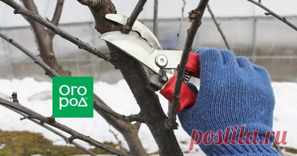Обрезка сливы весной: схемы и правила Обрезку сливы нужно проводить каждый год, а еще лучше – два раза в год. Осенью рекомендуется выполнять санитарную обрезку, а ранней весной, до начала сокодвижения, – формирующую. Обрезка поможет сформировать дерево, которое будет радовать не только хорошим урожаем, но и своим видом.
