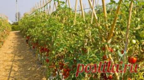 28 лучших сортов помидоров для открытого грунта Лучшие сорта помидоров для открытого грунта. Урожайные, скороспелые, ранние сорта томатов. Помидоры для ленинградской области, Башкирии, юга России