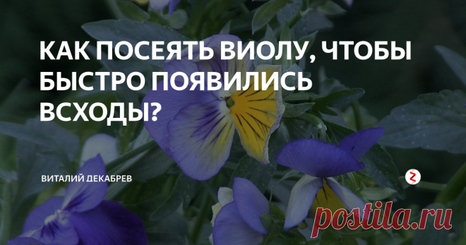 КАК ПОСЕЯТЬ ВИОЛУ, ЧТОБЫ БЫСТРО ПОЯВИЛИСЬ ВСХОДЫ?  Чудесные виолы радуют глаз своим цветением весь дачный сезон. Рассада этих милых цветов на садовом рынке стоит недешево. Если у вас на подоконниках есть лишнее место для выращивания рассады, давайте вместе посеем виолы! А те кто имеет агролампы, произведите посев прямо сейчас в начале января, вместе со мной.
Сеять виолы в этом сезоне буду в торфотаблетки, как и многие другие цветочные культуры. Эт