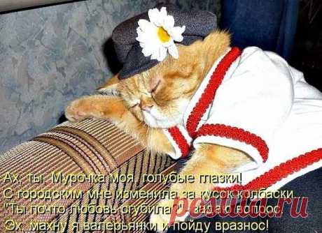 Смешные кошки