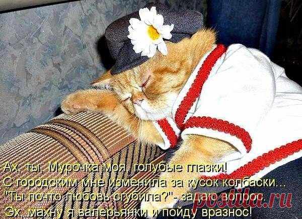 Смешные кошки