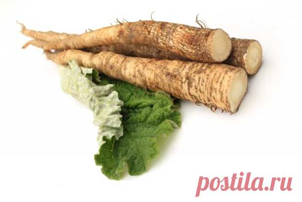 Корень лопуха в народной медицине Лопух хорошо известен каждому. Это растение, которое цветет с середины и до конца лета, можно встретить где угодно. Однако далеко не все знают о его полезных свойствах, которые помогают справиться со многими заболеваниями...