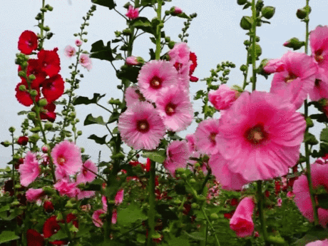b0e6dc58a6953caaf4d01af6970215f5.gif (855×641)