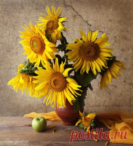 Созерцатель: Elen Gardzey фото- натюрморты.