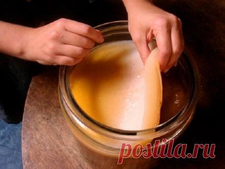 Выращиваем чайный гриб из черного чая или шиповника