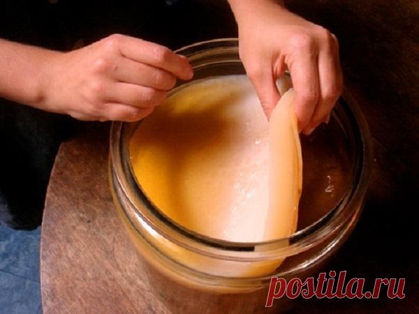 Выращиваем чайный гриб из черного чая или шиповника