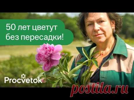 ДЕСЯТИЛЕТИЯМИ ПЫШНО ЦВЕТУТ БЕЗ ПЕРЕСАДОК: 10 самых долгоживущих цветов для вашего сада