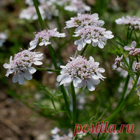 Лекарственное растение Кориандр посевной (Coriandrum sativum). Однолетнее растение высотой 20-60 см. Незрелые плоды, а также свежие растения неприятно пахнут клопами. Цельные городчатые прикорневые листья вскоре вянут. Стеблевые листья дважды- или триждыперистые, нижние с яйцеобразными сегментами, верхние с линейными листочками. Цветки белые или светло-розовые, собраны в 3-5-лучевые зонтики. В отличие от многих других зонтичных плоды кориандра не распадаются на 2 плодика.
