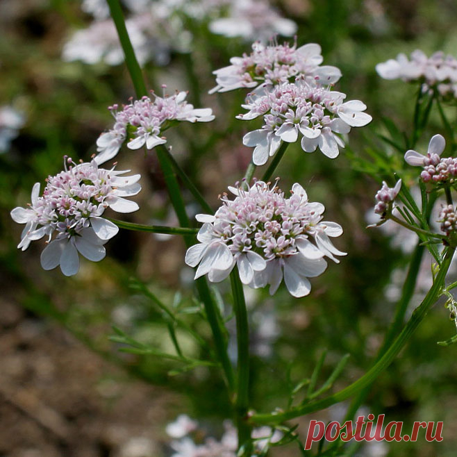 Лекарственное растение Кориандр посевной (Coriandrum sativum). Однолетнее растение высотой 20-60 см. Незрелые плоды, а также свежие растения неприятно пахнут клопами. Цельные городчатые прикорневые листья вскоре вянут. Стеблевые листья дважды- или триждыперистые, нижние с яйцеобразными сегментами, верхние с линейными листочками. Цветки белые или светло-розовые, собраны в 3-5-лучевые зонтики. В отличие от многих других зонтичных плоды кориандра не распадаются на 2 плодика.