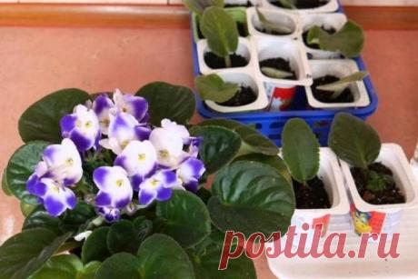 Два простых способа выращивания фиалки из листочков в домашних условиях