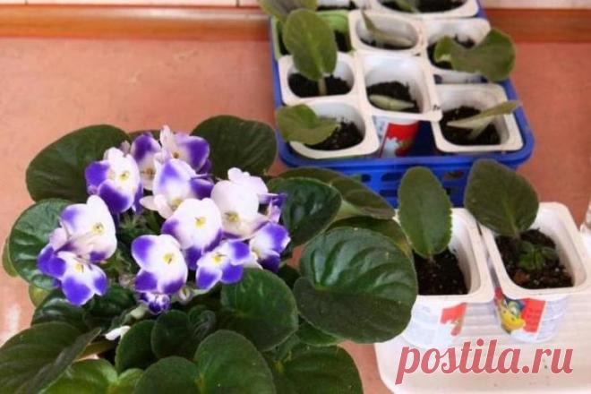 Два простых способа выращивания фиалки из листочков в домашних условиях