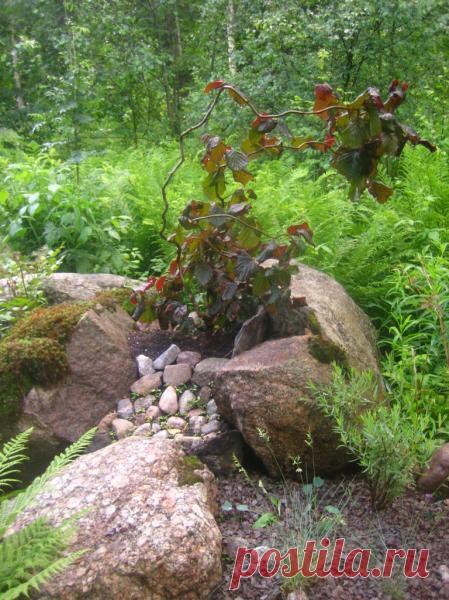 Фото Лещины "Red Majestic"