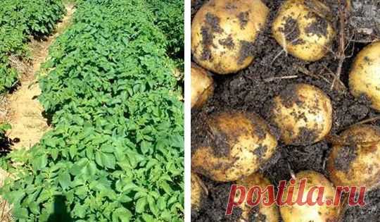 ЛУЧШАЯ ПОСАДКА КАРТОФЕЛЯ - РОСТКАМИ ВНИЗ!