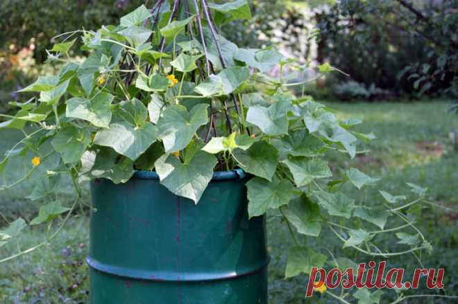 Как получить ранний урожай, высадив огурцы в бочке: достоинства метода, посадка и уход за рассадой