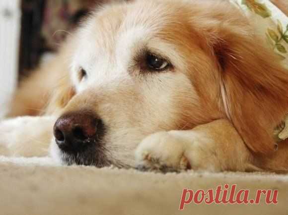 Тихо лапы ступают. Твой след