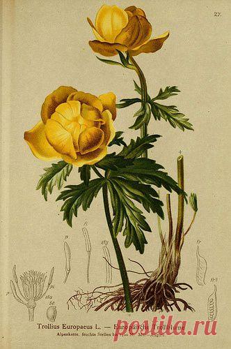 Найдено на сайте flickr.com.