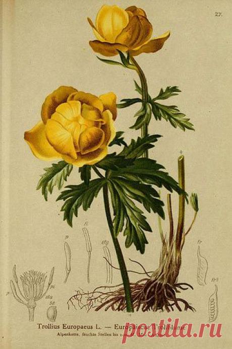 Найдено на сайте flickr.com.