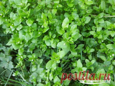 Популярное – Google+