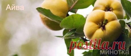 Айва - натуральное средство от простуды