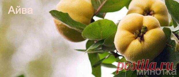 Айва - натуральное средство от простуды