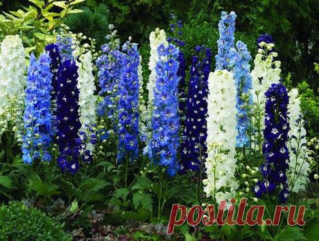 Стремящиеся ввысь! 🌸 ☀ 🌼