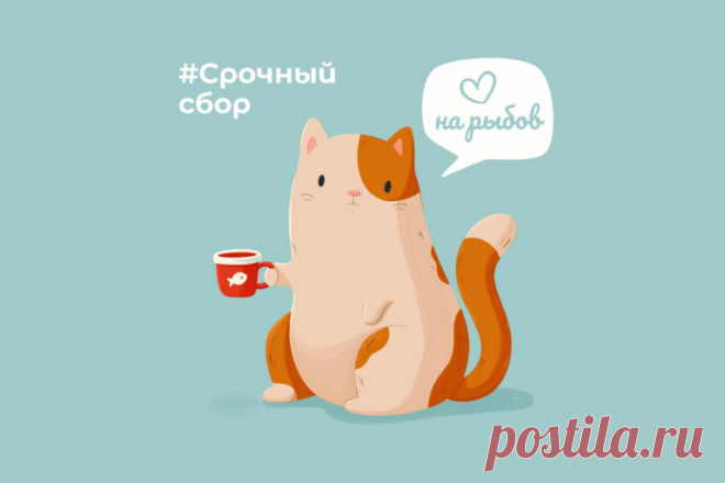 Спасенным котикам из MeowMama нужна помощь - BATUMI-TODAY.COM