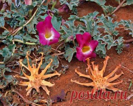 Оказывается, есть растение, которое поддерживает здоровье суставов! | Эвалар | Пульс Mail.ru Натуральная поддержка суставов.