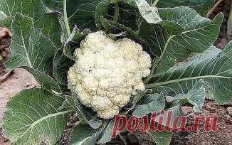12 ОСОБЕННОСТЕЙ ВЫРАЩИВАНИЯ ЦВЕТНОЙ КАПУСТЫ!
Сохрани чтобы не потерять!
1. Как и все капусты, цветная любит влагу (в летний зной испаряет за сутки до ведра воды), но «болота» не терпит. Она не требовательна к теплу. Оптимальная температура для роста цветной капусты – от 7 до 20 градусов. При температуре около 30 градусов и выше, а также при нерегулярном поливе головка не успевает сформироваться или формируется совсем маленькая, рассыпающаяся. А вот без обилия солнечного света цветная капуста мо