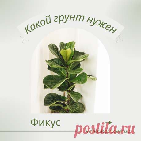 Фикус. Какой грунт нужен? Интересуетесь Фикус. Какой грунт нужен? ? Узнайте о разнообразных представителях этого вида, их уникальных особенностях и преимуществах. Получите полезные советы по уходу за Фикус. Какой грунт нужен? в домашних условиях, включая требования к освещению, поливу, температуре и влажности.