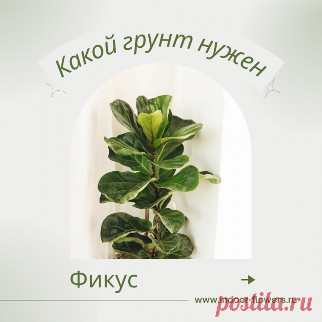 Фикус. Какой грунт нужен? Интересуетесь Фикус. Какой грунт нужен? ? Узнайте о разнообразных представителях этого вида, их уникальных особенностях и преимуществах. Получите полезные советы по уходу за Фикус. Какой грунт нужен? в домашних условиях, включая требования к освещению, поливу, температуре и влажности.
