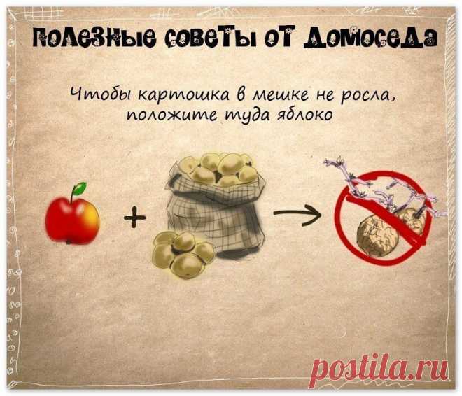 полезные советы от домоседа