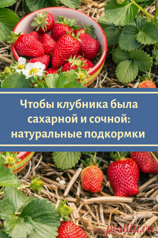 Чтобы клубника была сахарной и сочной: натуральные подкормки во время цветения и формирования плодов