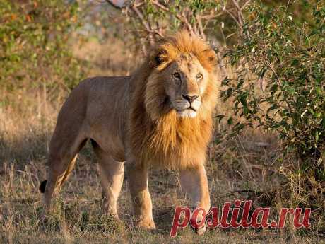 Lions in Africa: Endangered king