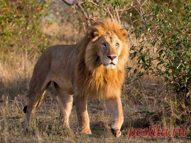 Lions in Africa: Endangered king